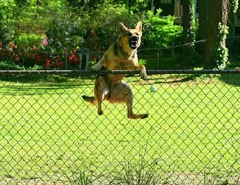 jumping-dog-3245819