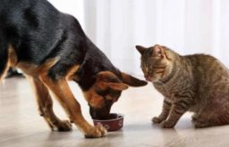 Как чистить уши собаке в домашних условиях, сколько раз и какими средствами? Видео