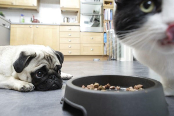Как отучить собаку от поедания корма для кошек