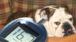Признаки, лечение и диагностика дирофиляриоза у собак
