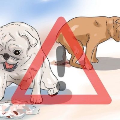 Понос и рвота у собаки: причины и симптомы, что дать собаке, лечение в домашних условиях и в ветклинике