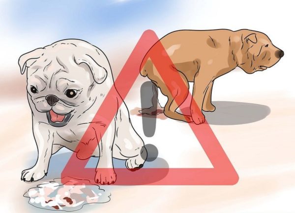 Понос и рвота у собаки: причины и симптомы