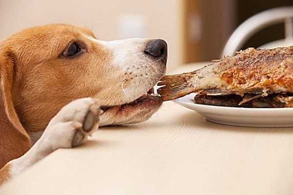 Не стоит кормить собаку со стола