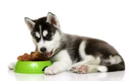Чем кормить щенка Русского спаниеля от подсосного периода до 12 месяцев