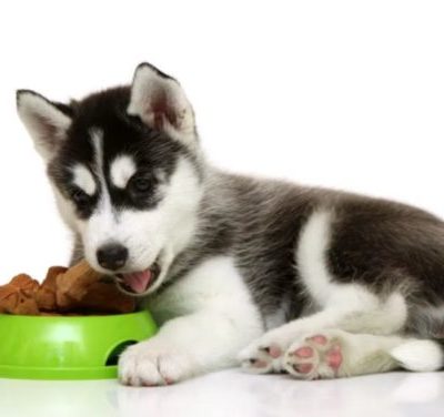 Чем кормить щенка породы хаски в домашних условиях?