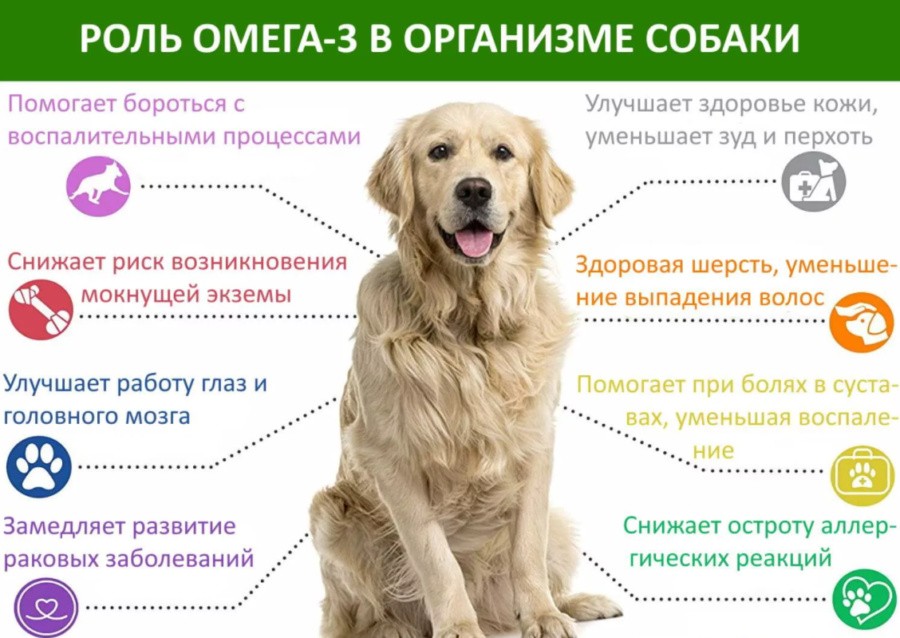 Рыбий жир для собак: роль Омега 3 в организме собаки