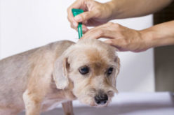 Препараты от глистов для собак: таблетки, суспензии, капли, уколы