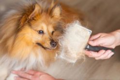Почему собака ест свои экскременты (фекалии, какашки), что делать и как отучить?
