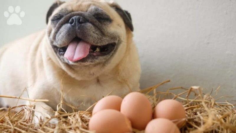 Польза яиц для собак