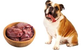 Можно ли стерилизовать собаку во время течки или беременную