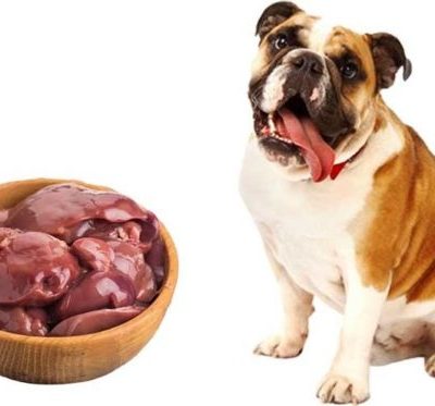 Можно ли кормить собаку куриной печенью?