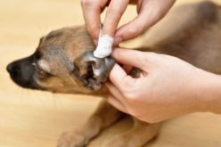 Зачем и как чистить зубы собаке в домашних условиях?