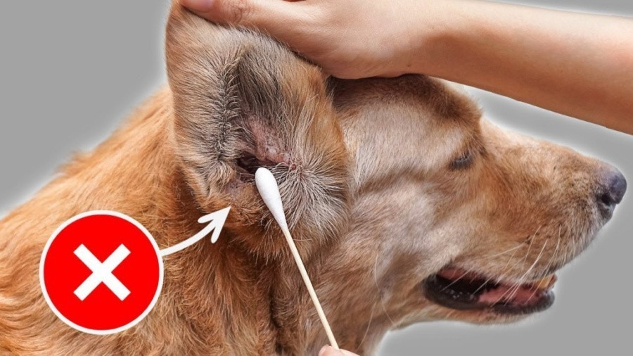 как чистить уши собаке
