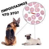 Что такое анемия у собак: симптомы, признаки и лечение