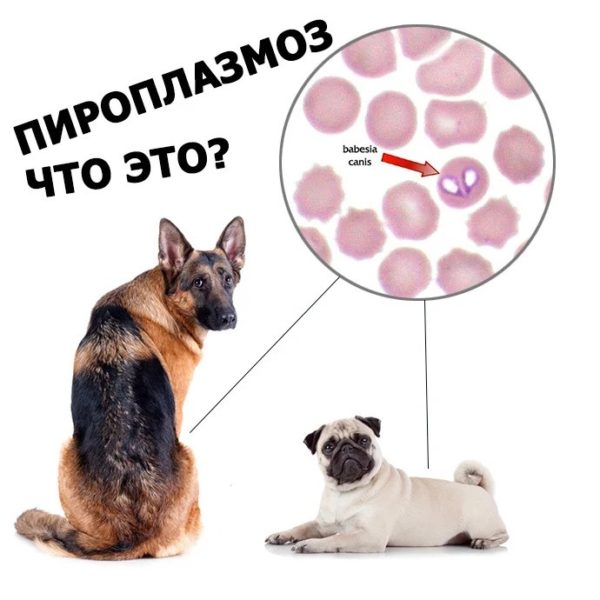 Пироплазмоз у собак признаки и лечение