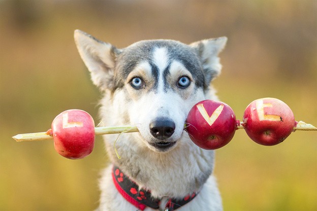можно ли собакам яблоки