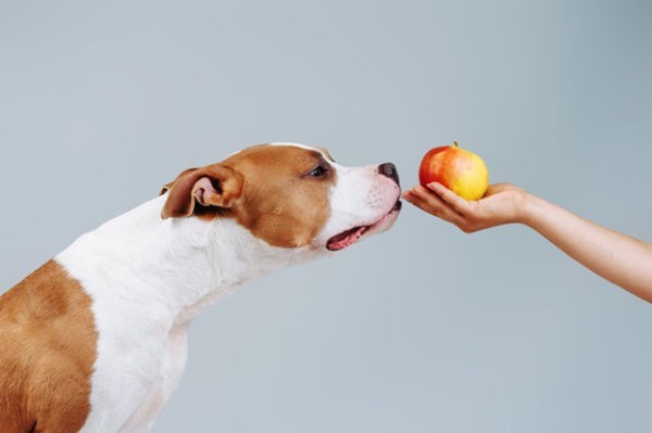 Можно ли давать собакам яблоки или нет?