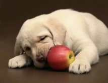Можно ли собакам клубнику: польза и противопоказания