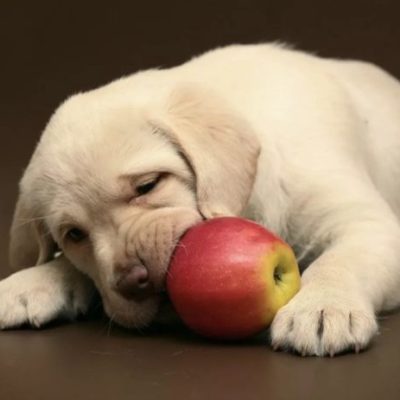Можно ли давать собакам яблоки или нет, польза и вред