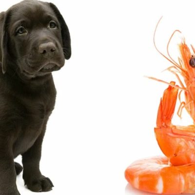 Можно ли собаку кормить креветками сырыми или вареными?