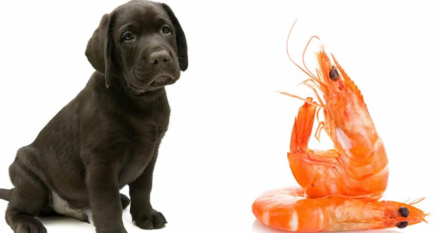 Можно ли собакам давать креветки?