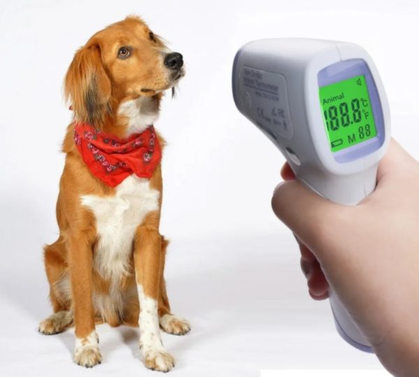 Электронный градусник для собак