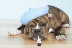 Переохлаждение (гипотермия) у собаки, как спасать и что делать