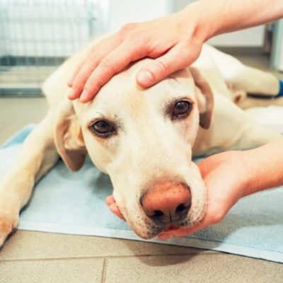 Эпилепсия у собак, как ставится диагноз, какие бывают приступы и чем их снимают