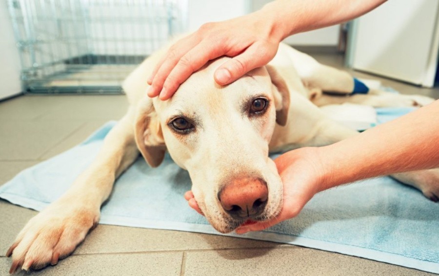 Эпилепсия у собак: Частые вопросы и ответы