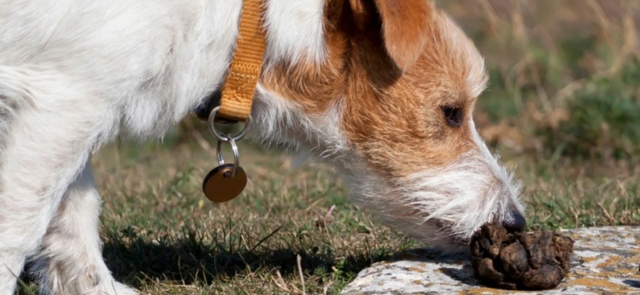 Почему собаки едят какашки и как отучить собаку есть экскременты?
