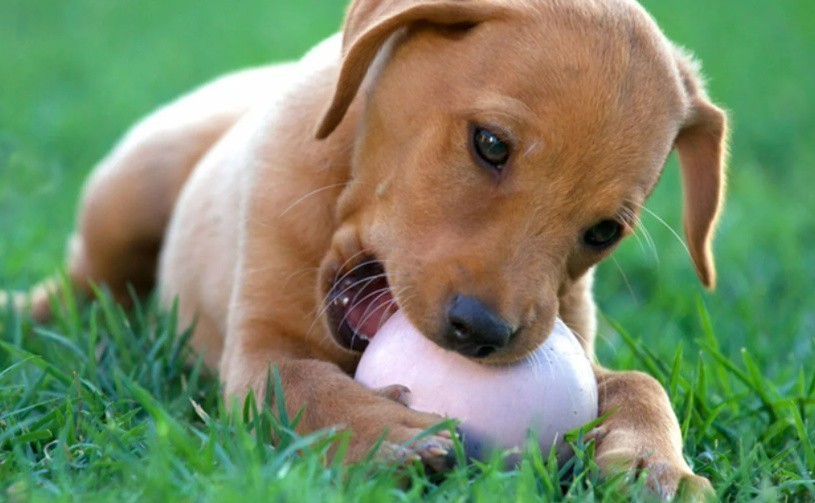 Как отучить собаку есть какашки (экскременты)? Одно из правил занять животное игрой.