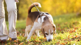 Есть ли глисты у собаки: симптомы, признаки, как вылечить