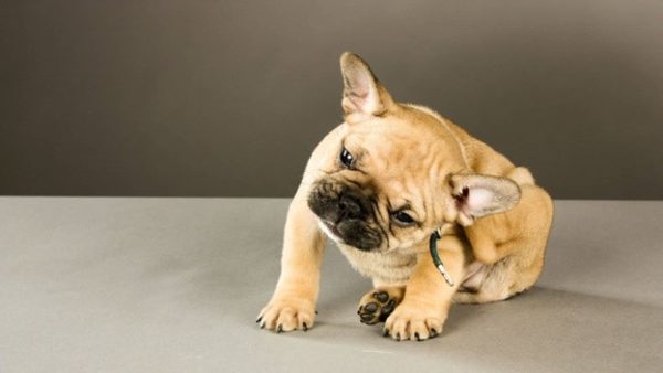 Какие симптомы ушного клеща у собак