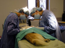 Можно ли стерилизовать собаку во время течки или беременную
