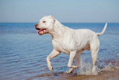 Особенности породы Ховаварт: характер, питание и здоровье собак этой породы