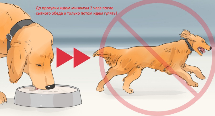 Заворот кишок — риск для собаки, если гулять после еды
