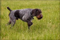 Самоедская собака: описание породы, характер, фото, цена