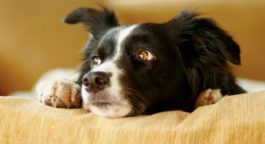 Основы ветеринарии для владельцев собак