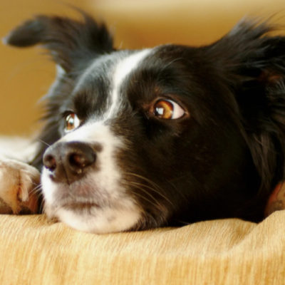 Психотипы собак, как помочь собаке справиться со стрессом?
