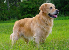 Бойцовые породы собак: фото и название