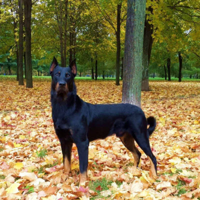 Порода собак босерон: описание, характер, фото и цена