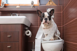 Как чистить уши собаке в домашних условиях, сколько раз и какими средствами? Видео