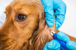 Ушной клещ (отодектоз) у собак: что это, симптомы и препараты для лечения