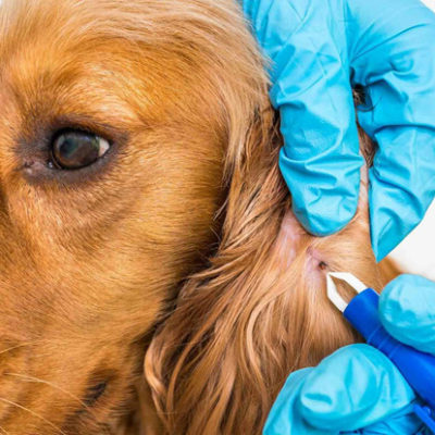 Боррелиоз (болезнь Лайма) у собак: симптомы и лечение