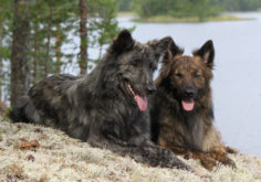 Самоедская собака: описание породы, характер, фото, цена