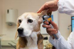 Стригущий лишай (дерматомикоз) у собаки: как выглядит, симптомы и лечение