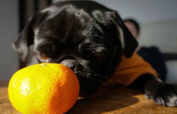 Что делать, если собака съела много мандаринов