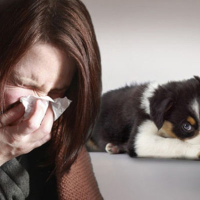 Топ 10 гипоаллергенных собак для аллергиков