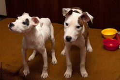 Дегельминтизация собак и щенков перед прививкой: таблетки, суспензии