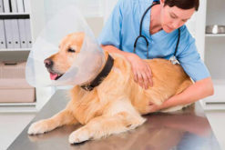 Отит у собак: симптомы, лечение, препараты